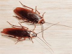 Видеть во сне таракана — к чему это?